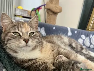 Mixed Breed cats Kittens looking for home - Advert 1