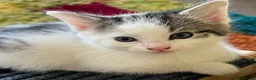 Mixed Breed cats for sale: Ready for their forever homes, 3 fluffy angels - Advert 19