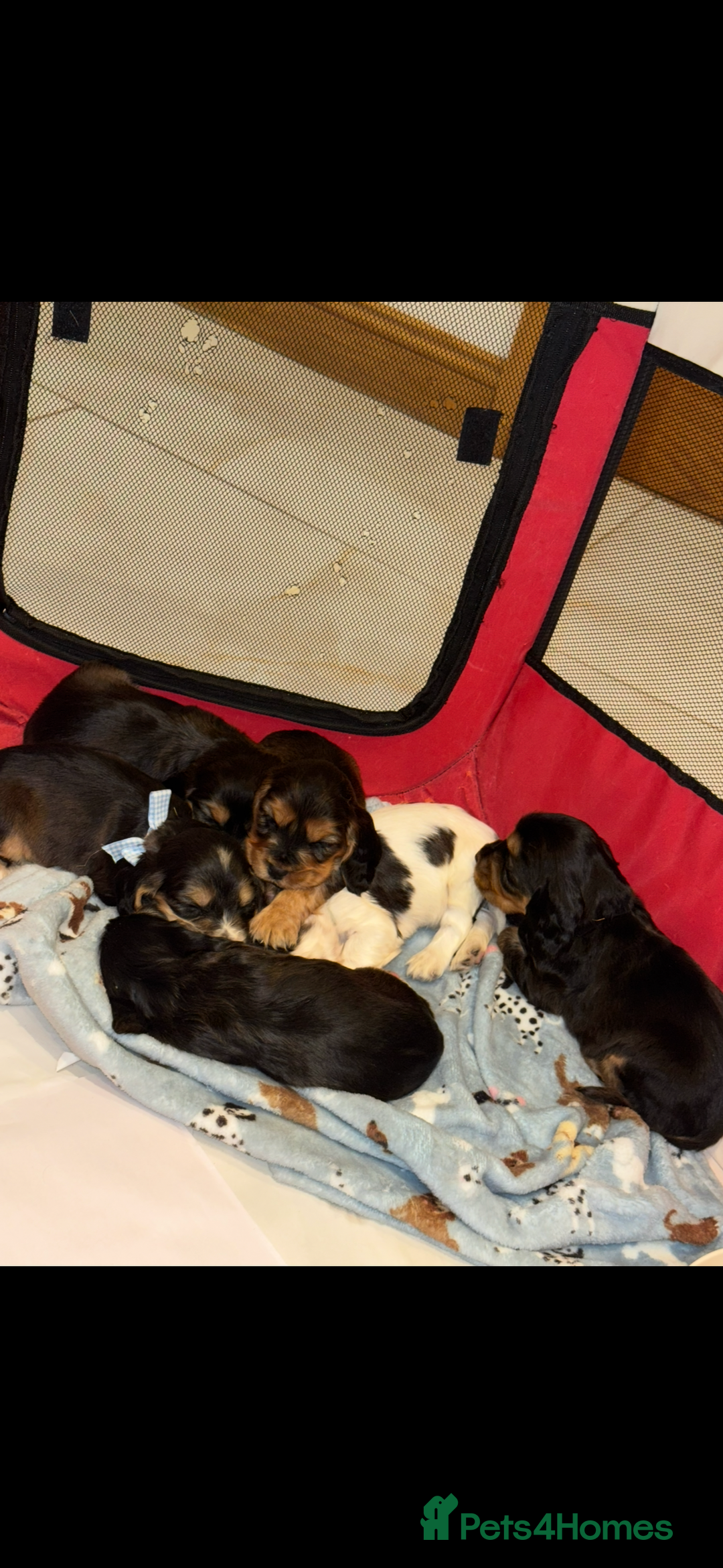 Cocker Spaniel dogs for sale: Beautiful show type cocker spaniel puppies  - Image 25