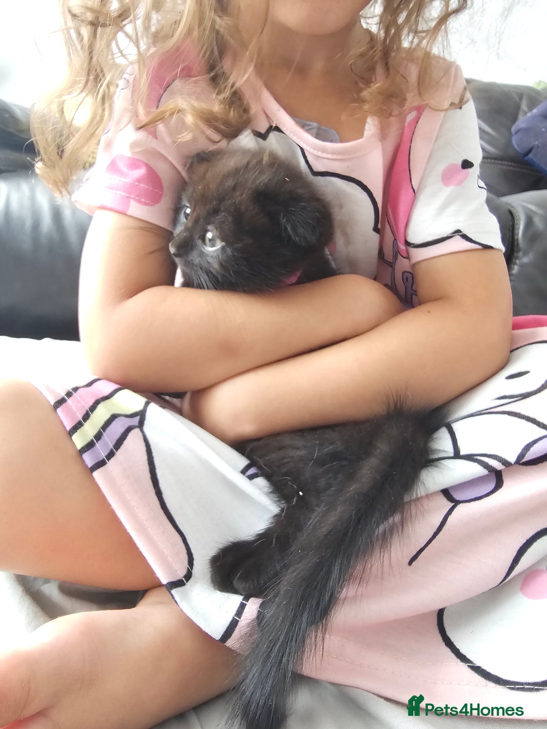 Mixed Breed cats for sale: Scottish Fold Kittens! Ready for loving home - Image 28