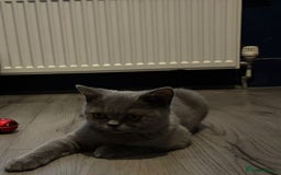 British Shorthair cats for sale: Gorgeous British shorthair kittens  - Image 2