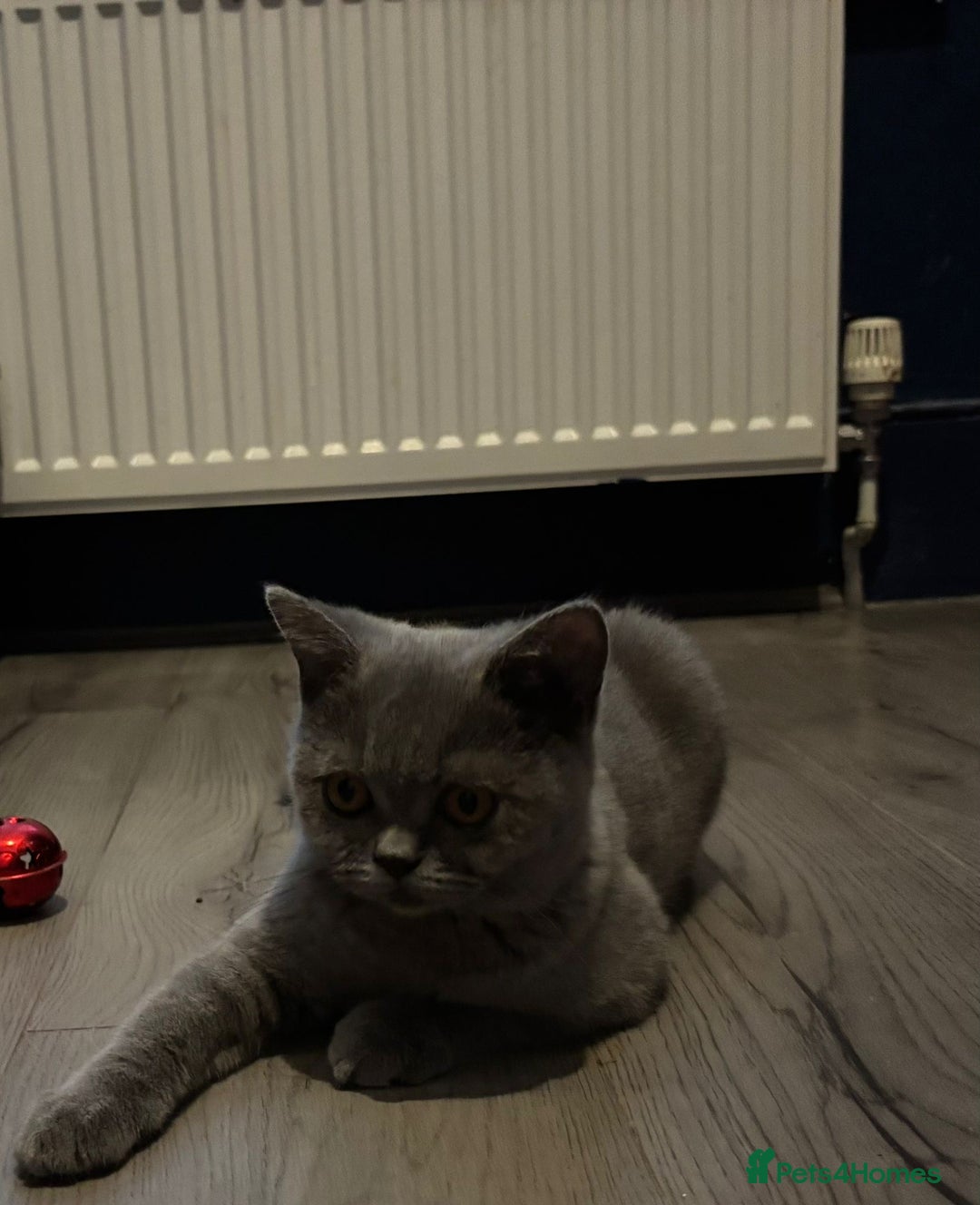 British Shorthair cats for sale: Gorgeous British shorthair kittens  - Image 2