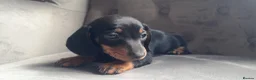 Miniature Dachshund dogs for sale: Tiny miniature dachshund boy - Advert 1