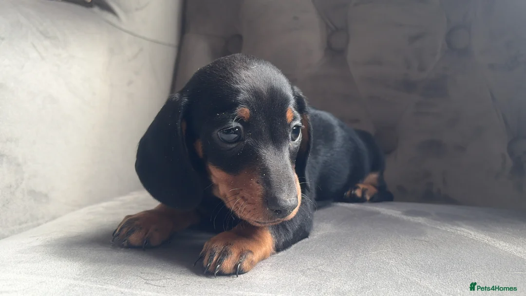 Miniature Dachshund dogs for sale: Tiny miniature dachshund boy - Advert 1
