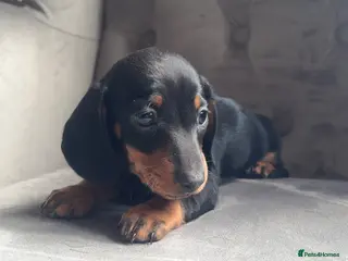 Miniature Dachshund dogs Tiny miniature dachshund boy - Advert 1