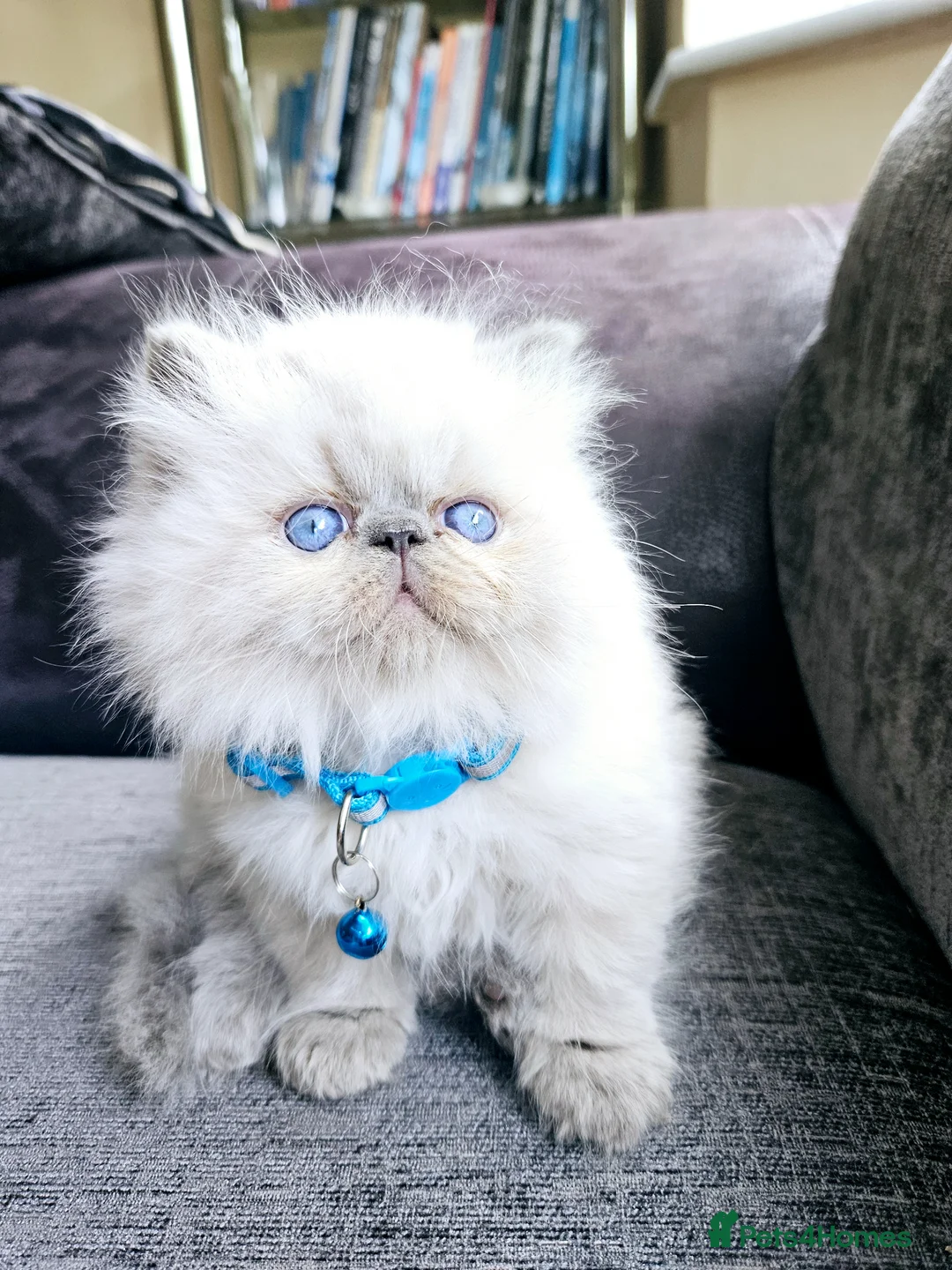 Persian cats for sale: 😻Stunning Pedigree Persian Kittens😻  - Advert 1