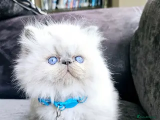 Persian cats 😻Stunning Pedigree Persian Kittens😻 - Advert 5