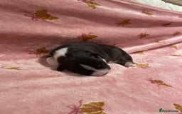 Australian Shepherd dogs for sale: Exceptional Australian Shepherd Puppies - Image 24