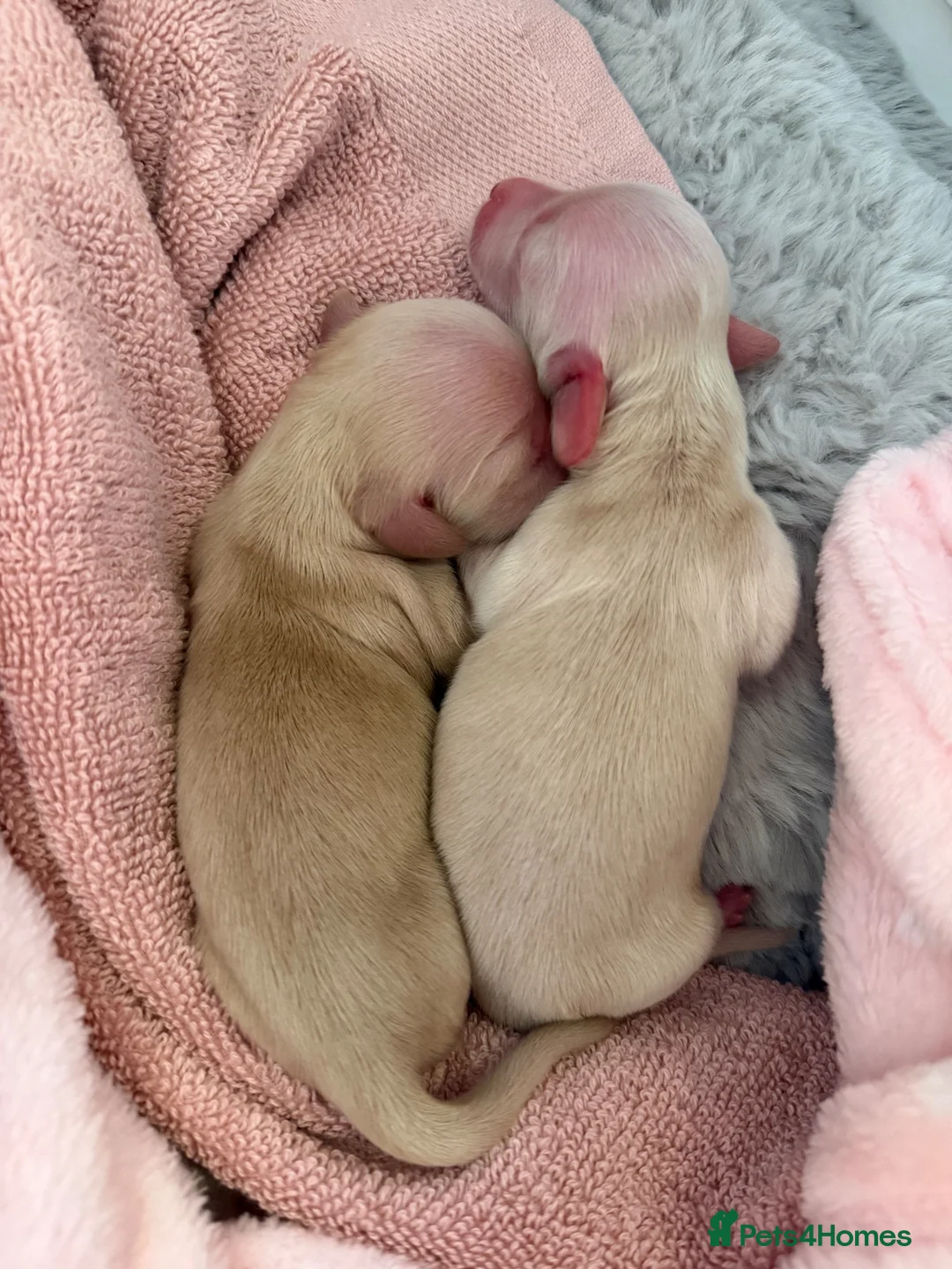Miniature Dachshund dogs for sale: 🍦CREAM KC LONGHAIR MINI DAXI GIRLS🌞 - Advert 19
