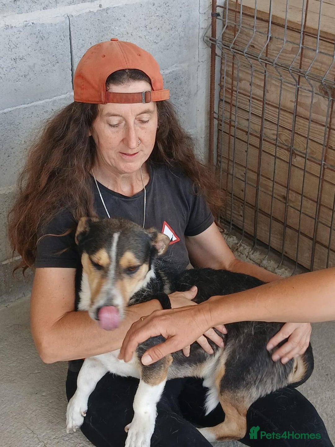 Mixed Breed dogs for adoption: Walter, 3 yrs old. Available for adoption. - Image 9