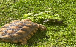 Tortoise reptiles for sale: 2 x Sulcata Tortoise - Image 3