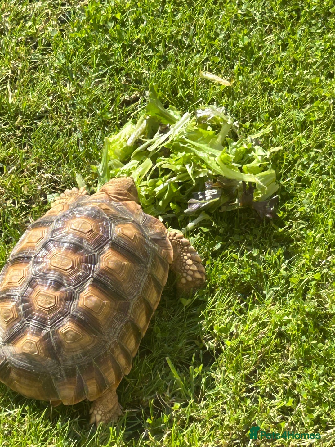 Tortoise reptiles for sale: 2 x Sulcata Tortoise - Image 3