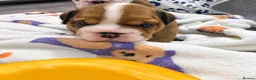 English Bulldog dogs for sale: Bulldog Puppies 1Girl 1boy English bulldog - Advert 4