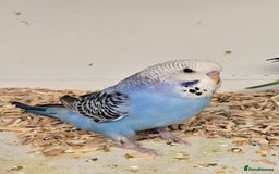 Budgerigars birds for sale: Gorgeous Baby Budgies ready now!!! - Image 15