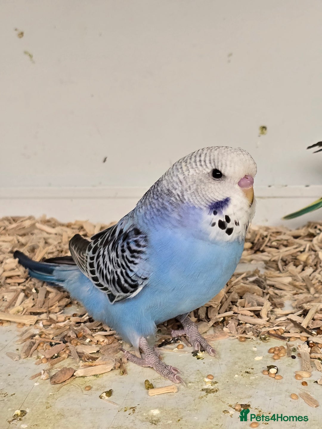 Budgerigars birds for sale: Gorgeous Baby Budgies ready now!!! - Image 15