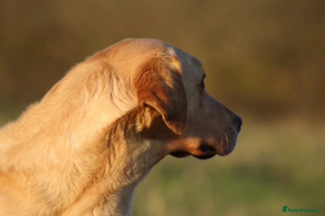 Labrador Retriever dogs for stud: Extensively Health Tested Yellow Labrador Stud in Totnes - Advert 7