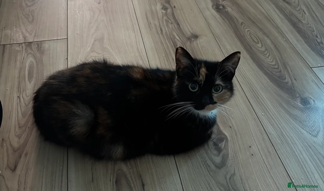 Mixed Breed cats for sale: Kittens for Sale  - Advert 2