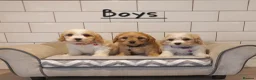 Cavachon dogs for sale: F1 Cavachon puppies - Advert 1