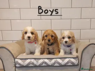 Cavachon dogs F1 Cavachon puppies - Advert 2