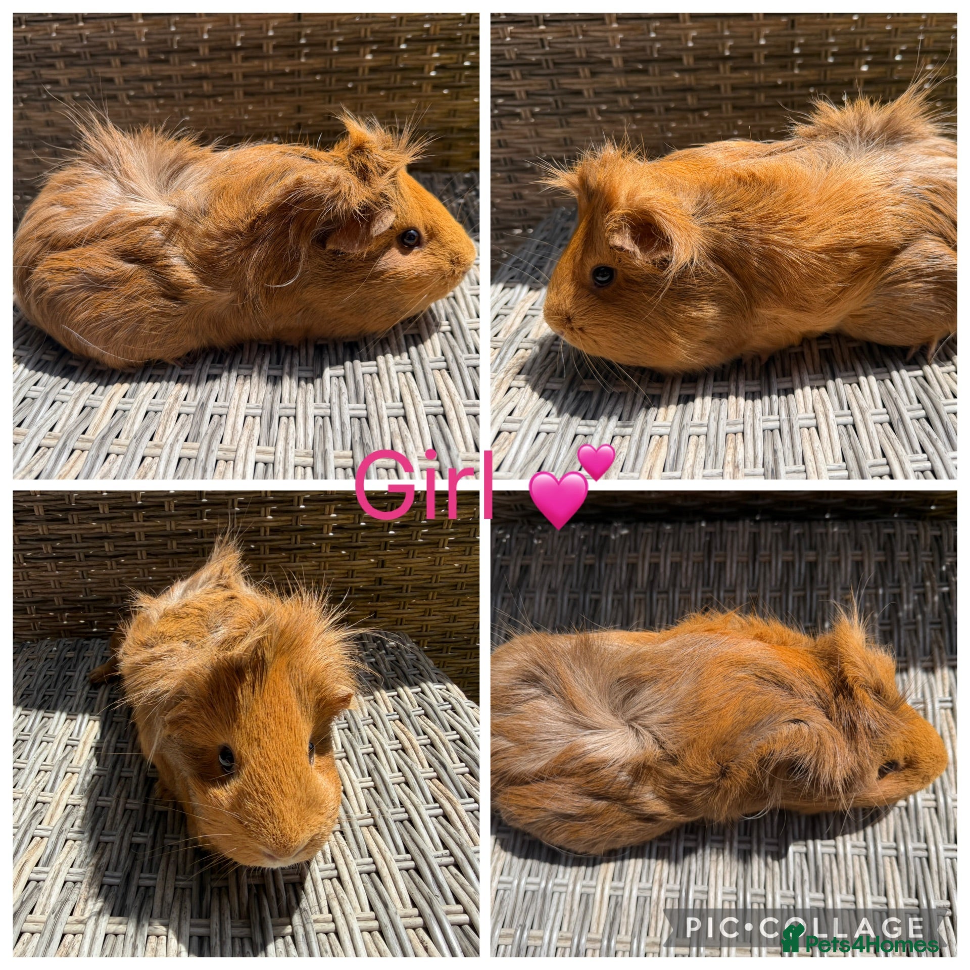 Guinea Pig rodents 2 male & 2 female guinea pigs for new homes  - Advert 2