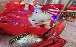 Ragdoll cats for sale: 8 beautiful ragdolls ready for Christmas 🎁 - Advert 15