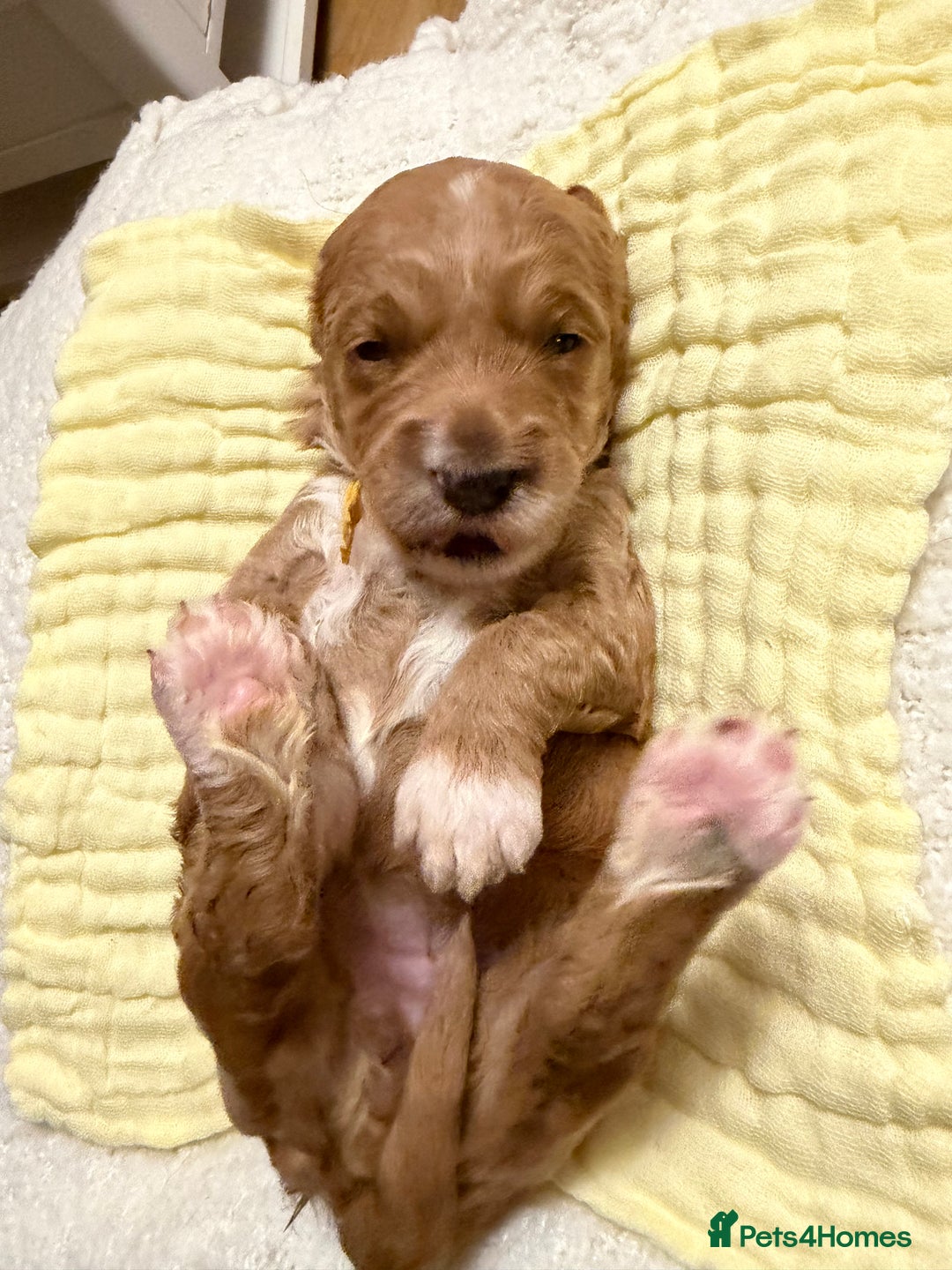 Labradoodle dogs for sale: Labradoodle  - Advert 10