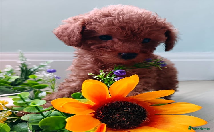 Toy Poodle dogs - Advert 9