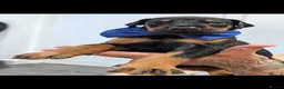 Dobermann dogs for sale:  doberman puppies  - Advert 6