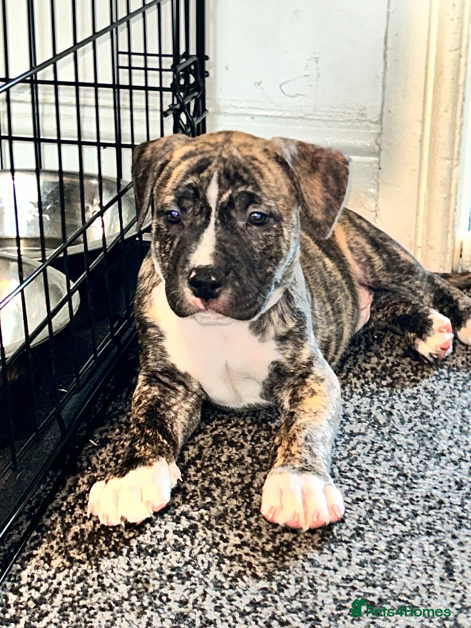 Mixed Breed dogs Old Tyme English bulldog x  - Advert 1