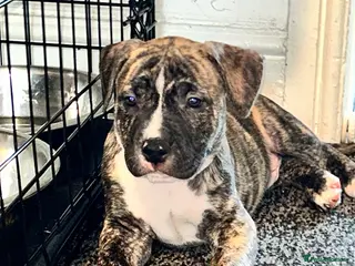 Mixed Breed dogs Old Tyme English bulldog x - Advert 1