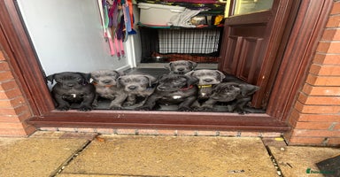 Great Dane dogs - Advert 1