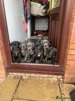 Great Dane dogs - Advert 1