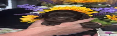 Cocker Spaniel 4