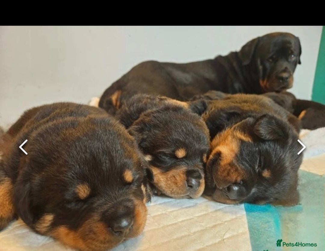 Rottweiler dogs for stud: Proven kc reg Health tested hip and elbow scored in Windsor - Image 20