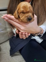 Cockapoo dogs F1 Toy fox red cockerpoos ready to leave 23rd Dec! - Advert 3