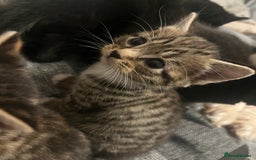 Mixed Breed cats for sale: Mixed breed kittens for sale  - Image 4