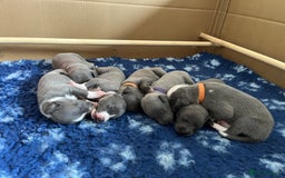 Whippet dogs for sale: One boy left, KC registered  - Image 2