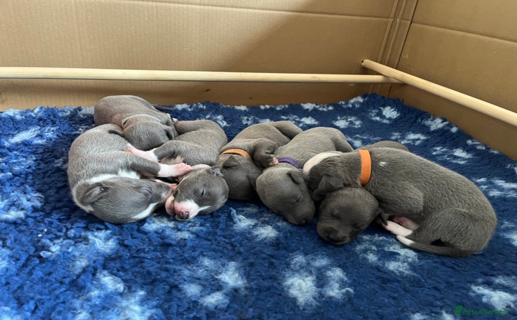 Whippet dogs - Advert 3