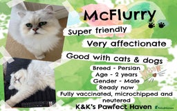 Domestic Shorthair cats for sale: Kittens and cats for adoption.  - Image 9