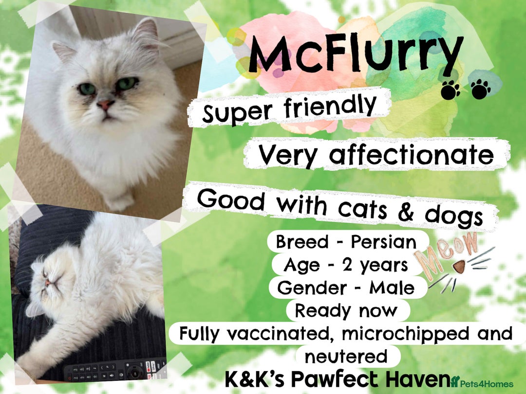 Domestic Shorthair cats for sale: Kittens and cats for adoption.  - Image 9