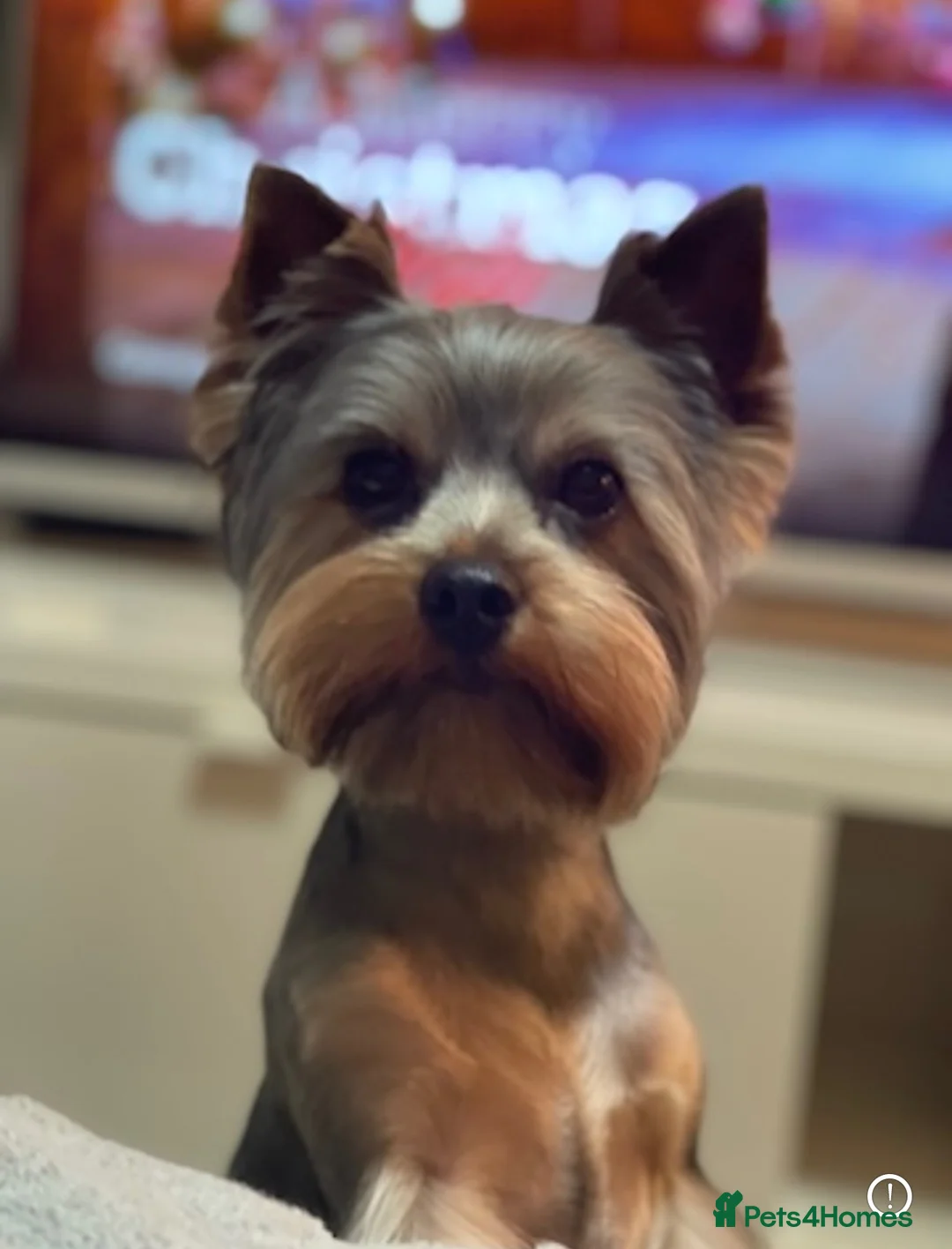 Yorkshire Terrier dogs for stud: Yorkshire Terier for stud  in Waltham Cross - Advert 5