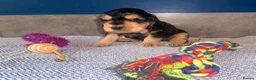Cocker Spaniel dogs for sale: KC registered Black & Tan Sable Boy 🩵 - Advert 6