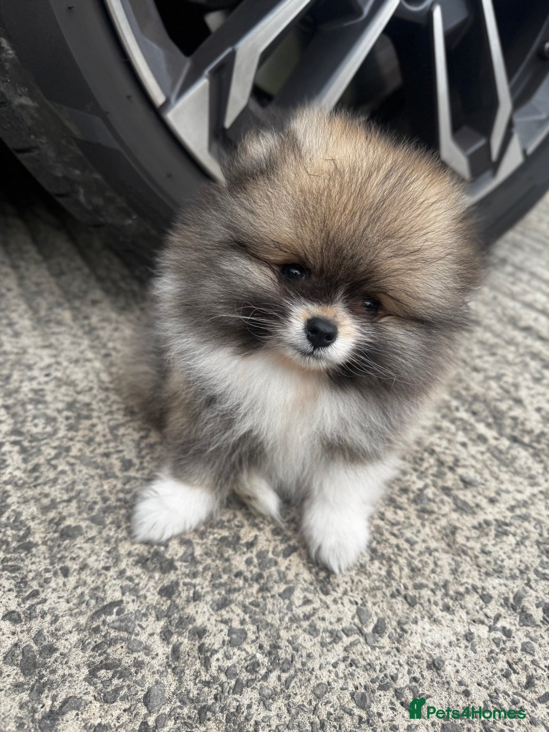 Pomeranian dogs for sale: 1 BOY 1 GIRL POMERANIAN PUPPIES AVAILABLE  - Image 4