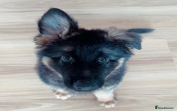 German Shepherd dogs for sale: Guardian German Shepherd Dogs!!! - Image 4