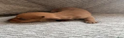 Miniature Dachshund dogs for sale: Kc registered mini dachshunds puppies 🐶  - Advert 30
