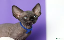 Sphynx cats for sale: Sphynx Black Solid Girls  - Advert 18