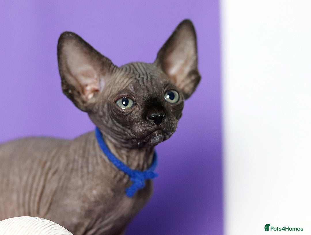 Sphynx cats for sale: Sphynx Black Solid Girls  - Advert 18