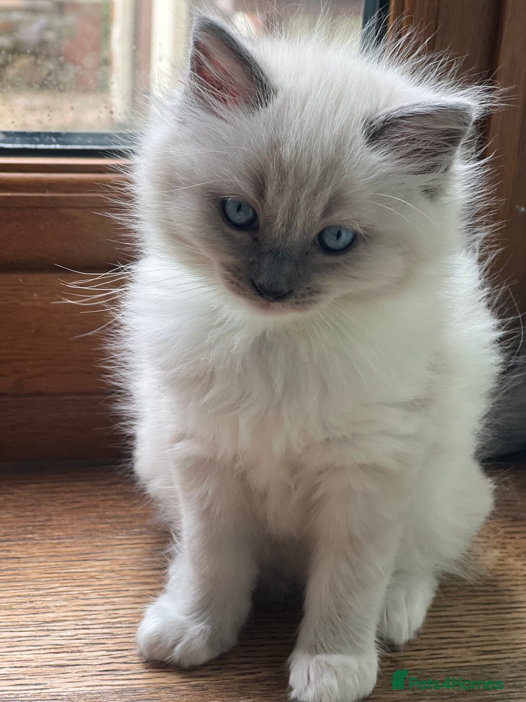 Ragdoll cats for sale: 2 Boys and 1 Girl Ragdoll kittens - Image 17