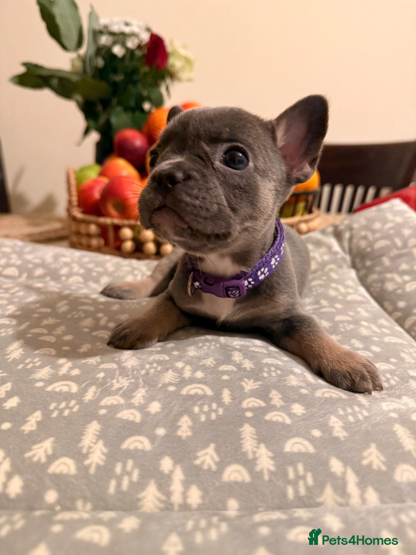 French Bulldog dogs Massively reduced Ready now KC French Bulldog - Advert 4