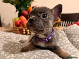 French Bulldog dogs Massively reduced Ready now KC French Bulldog - Advert 4